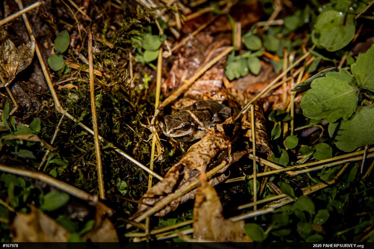 Spring Peeper
