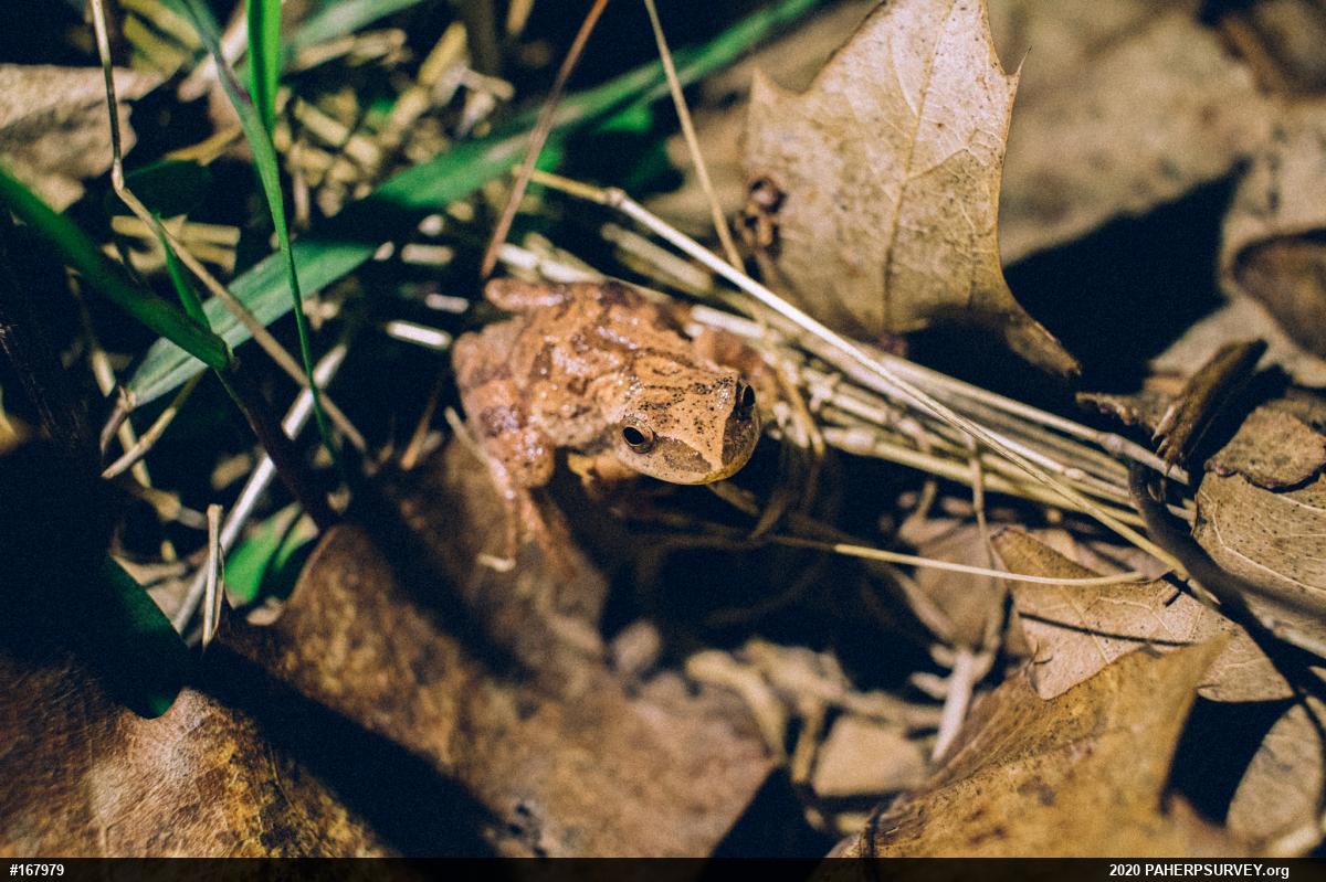 Spring Peeper