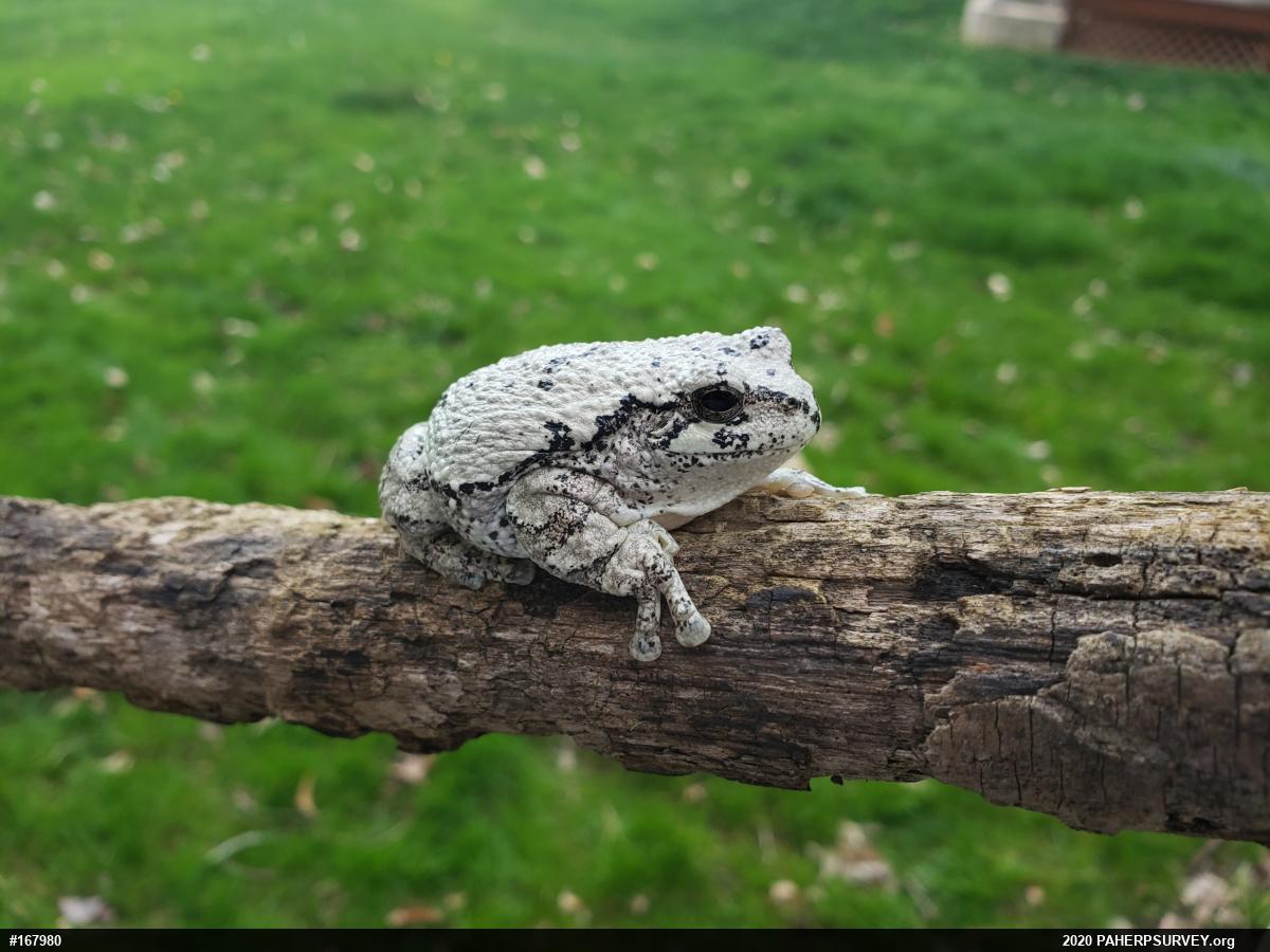 Unknown Gray Treefrog
