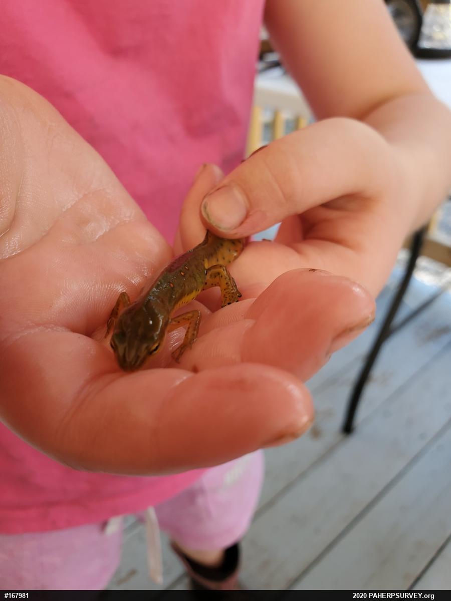 Red-spotted Newt