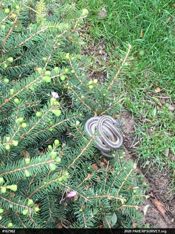 Eastern Gartersnake