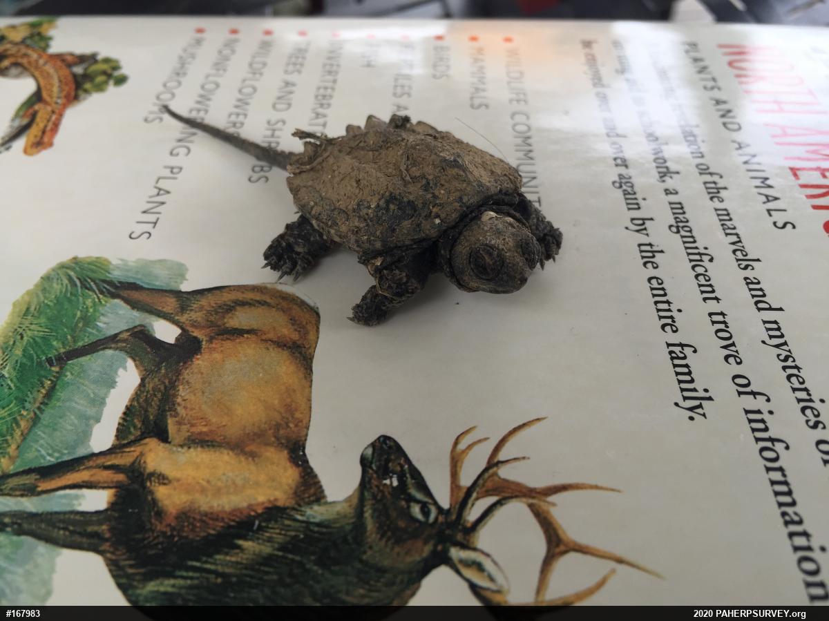 Snapping Turtle