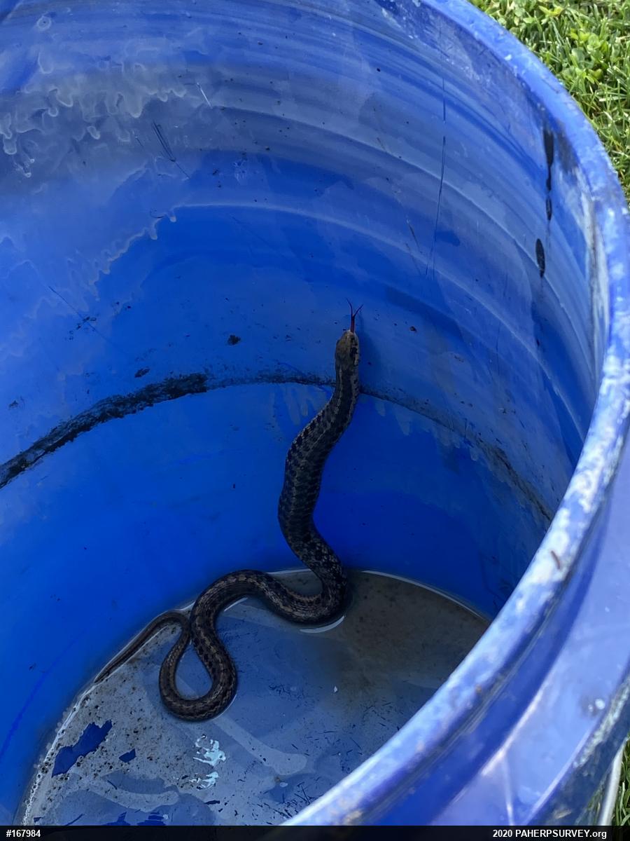 Eastern Gartersnake