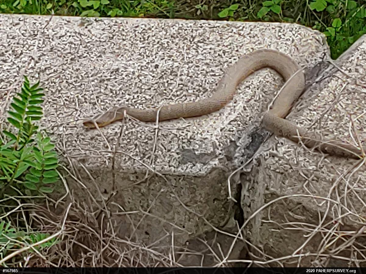 Northern Watersnake