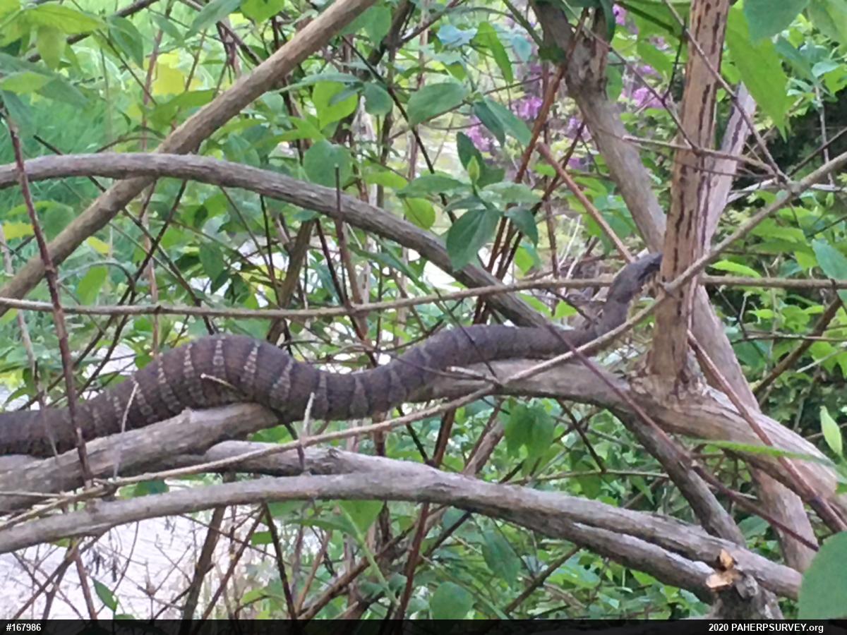 Northern Watersnake