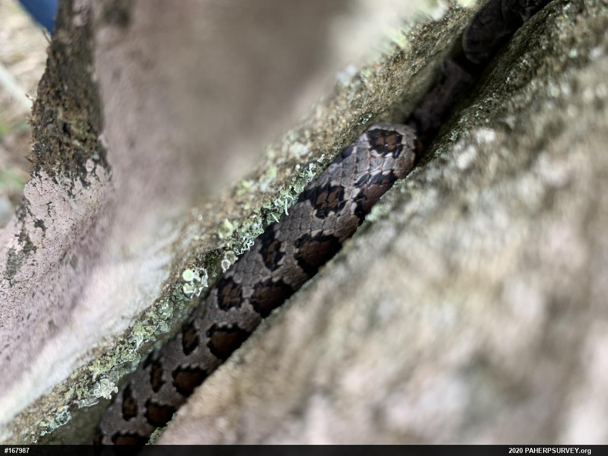Eastern Milksnake