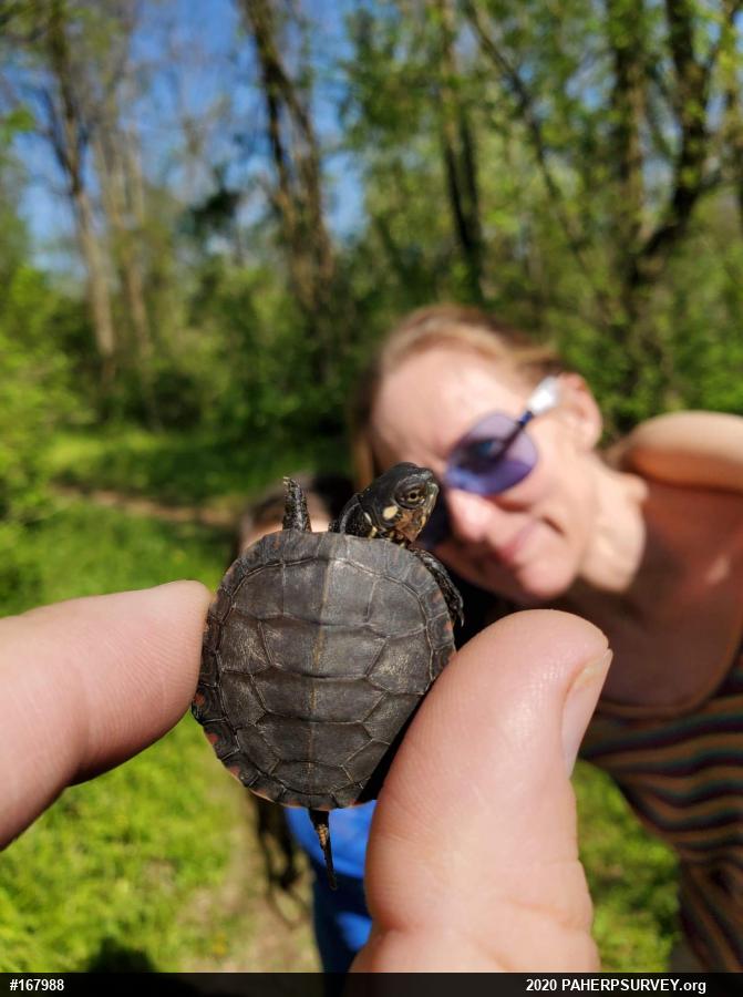 Painted Turtle