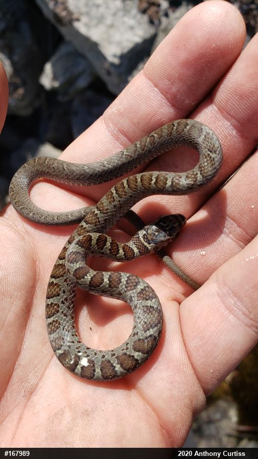 Northern Black Racer