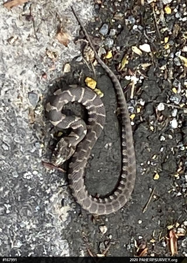 Northern Watersnake