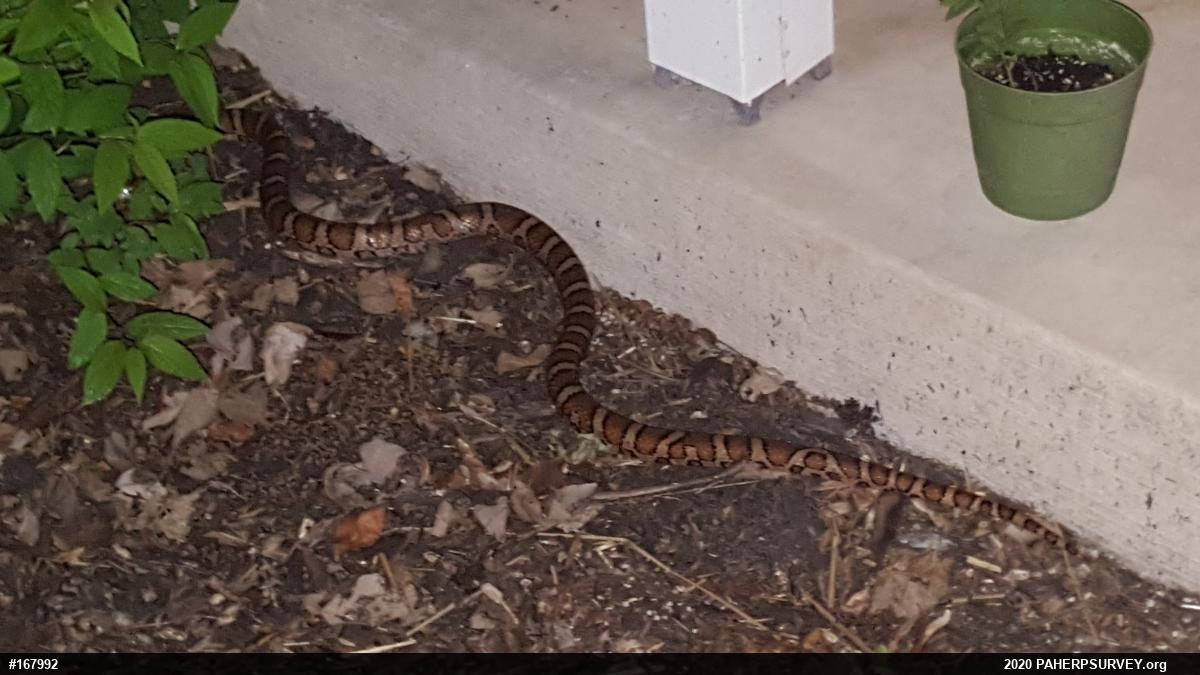 Eastern Milksnake