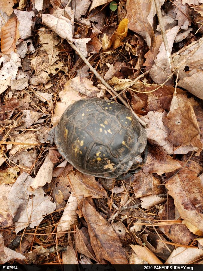 Eastern Box Turtle