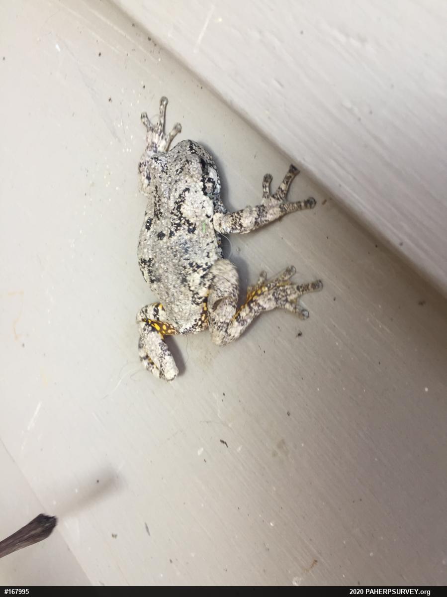 Unknown Gray Treefrog