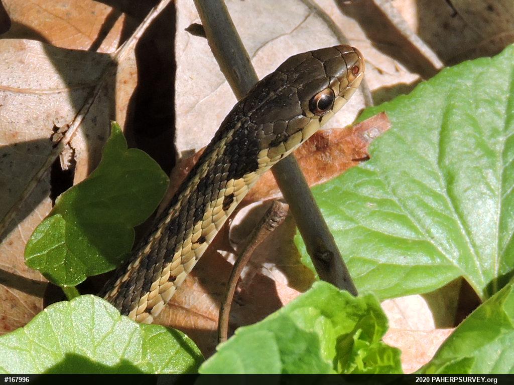 Eastern Gartersnake