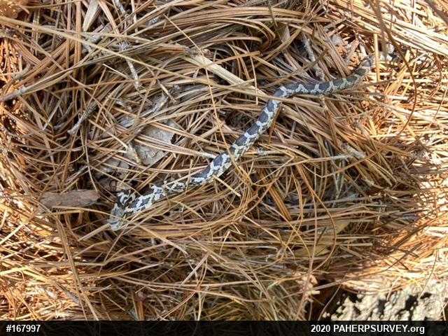 Eastern Ratsnake