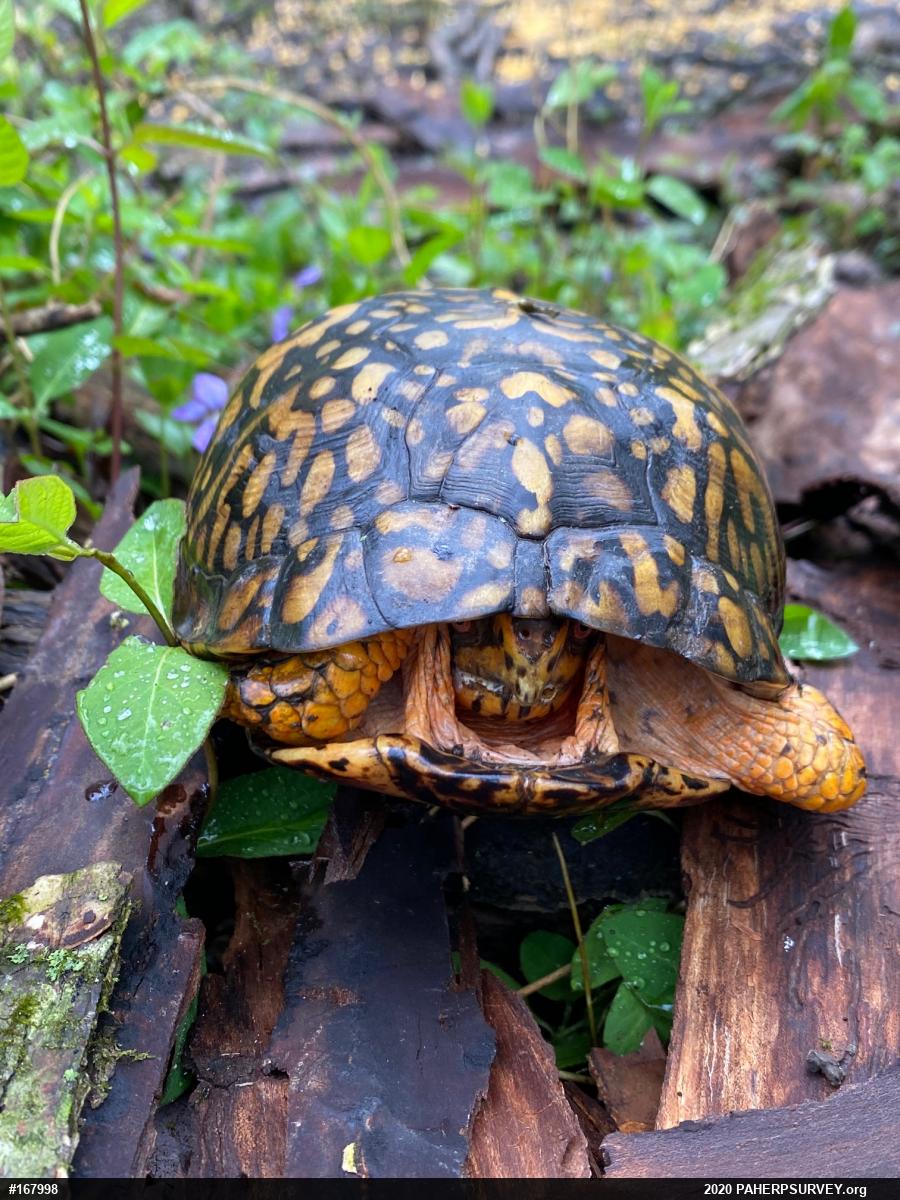 Eastern Box Turtle