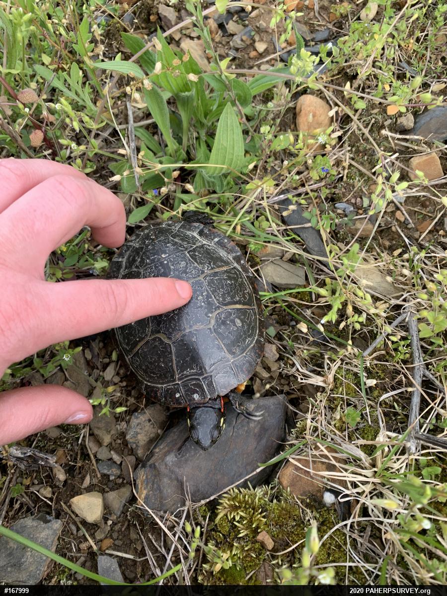 Eastern Painted Turtle