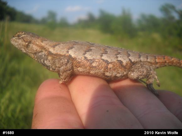 Eastern Fence Lizard
