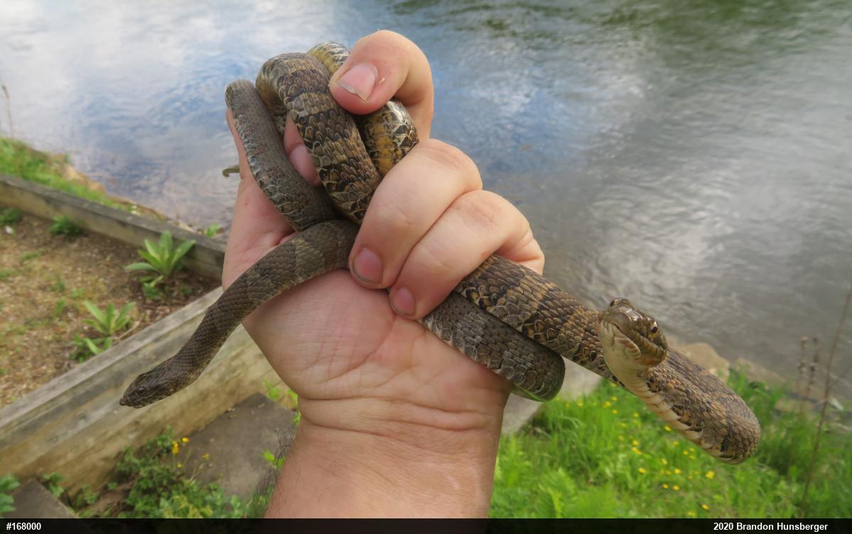 Northern Watersnake