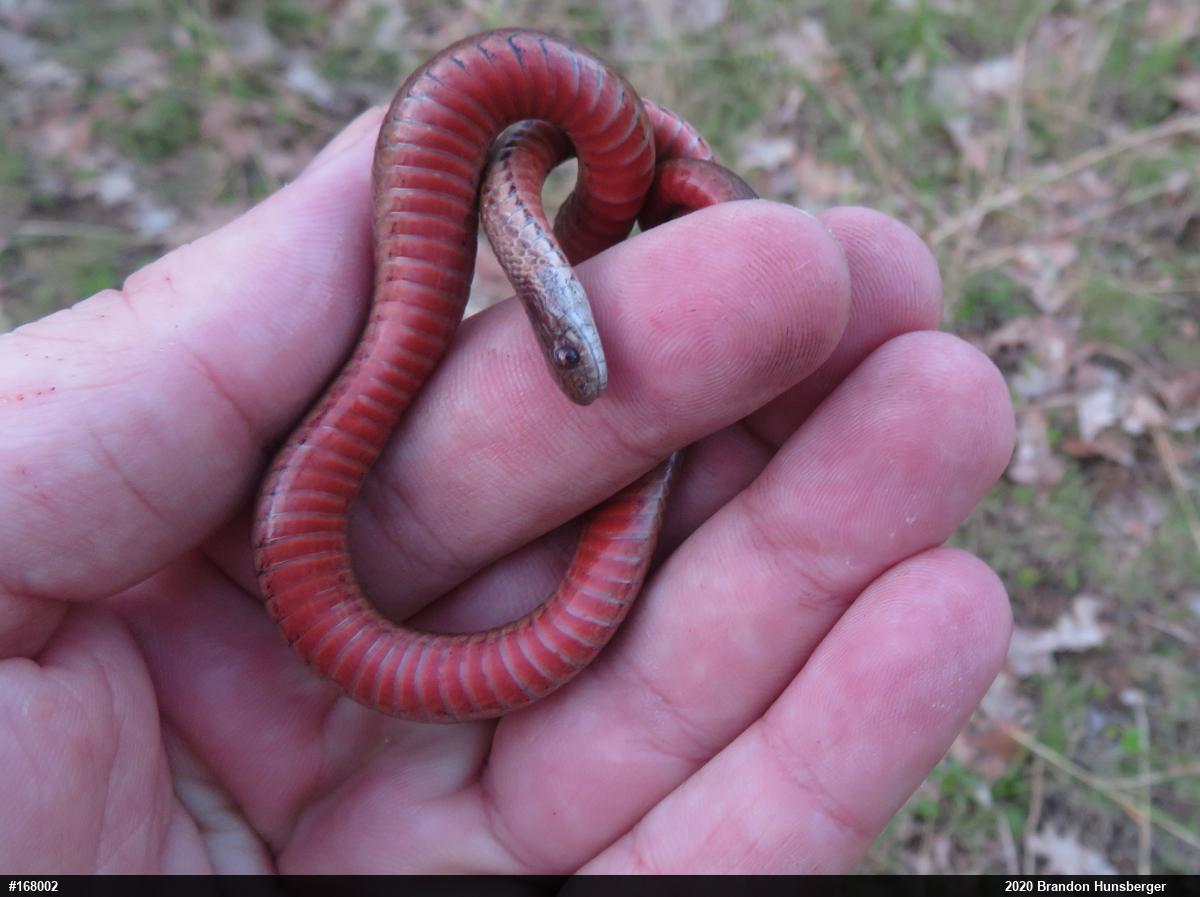 Red-bellied Snake