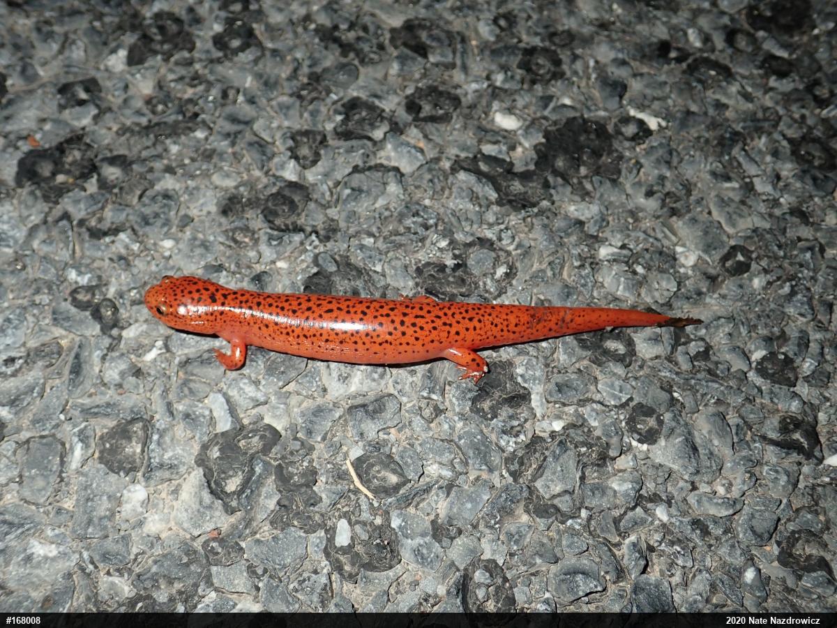 Northern Red Salamander