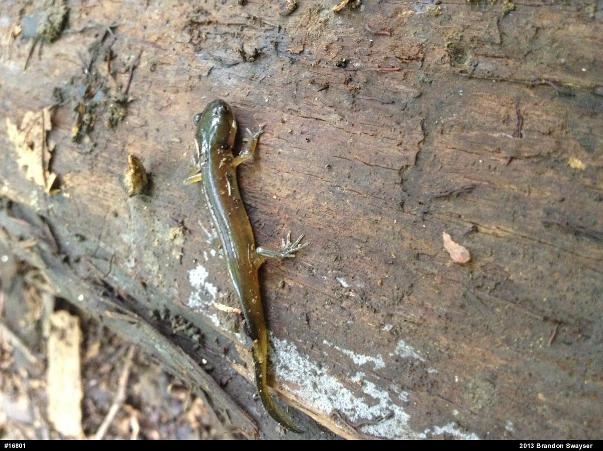Jefferson Salamander