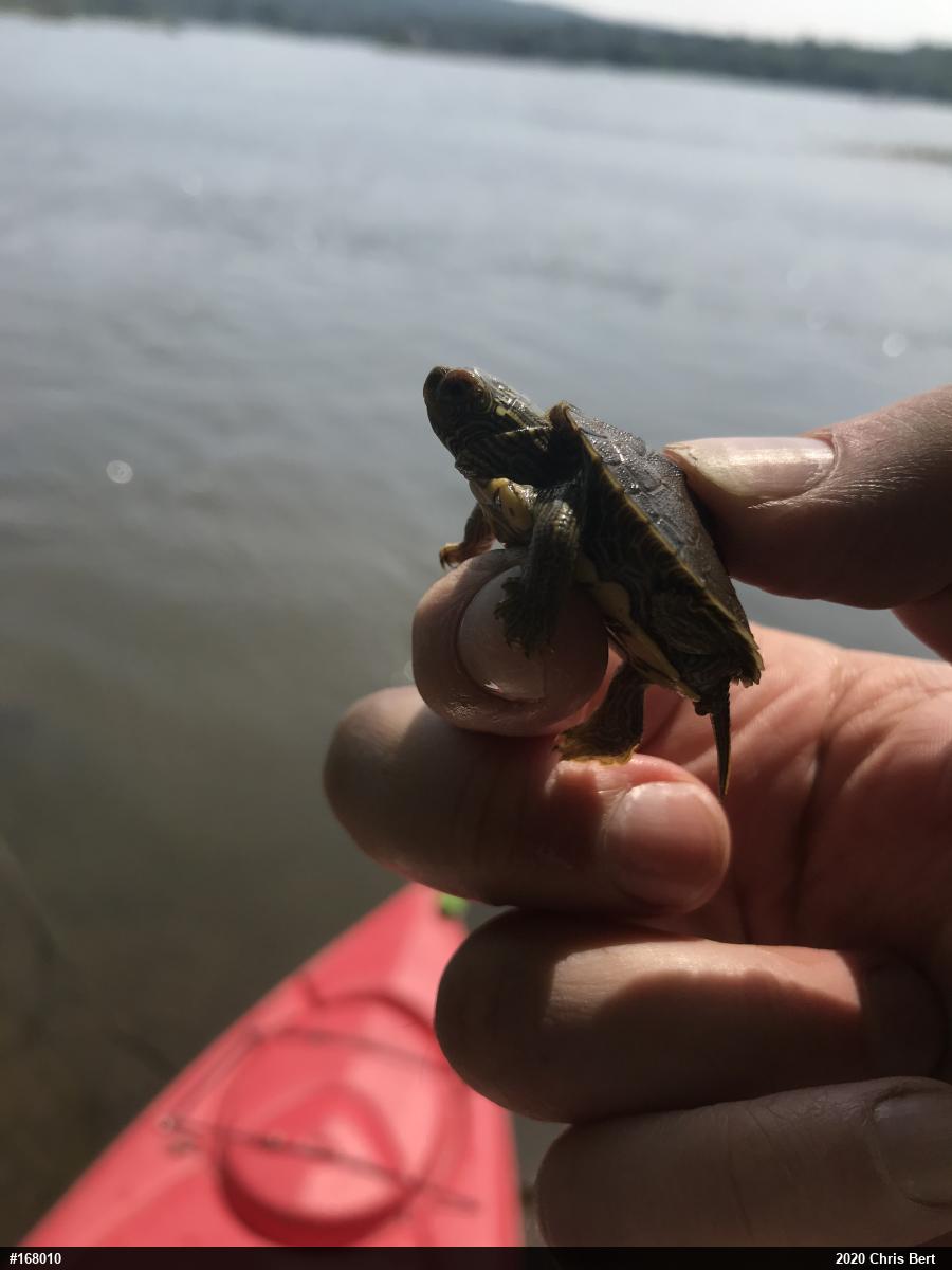 Northern Map Turtle