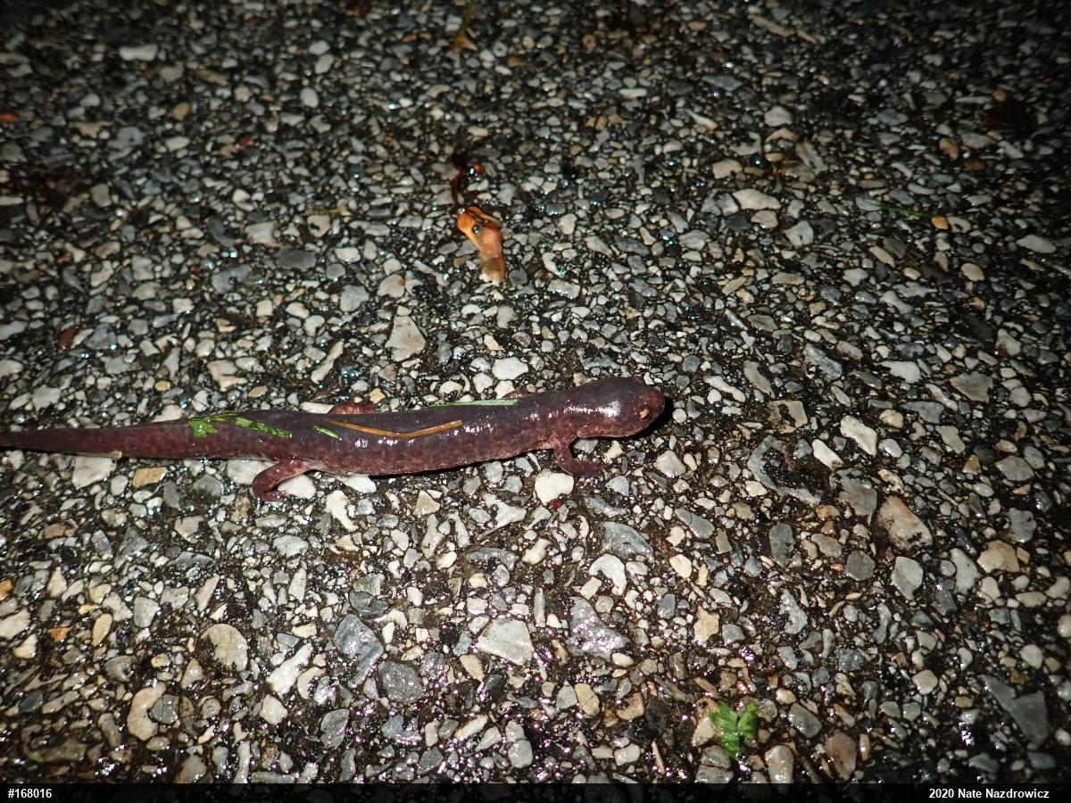 Northern Red Salamander