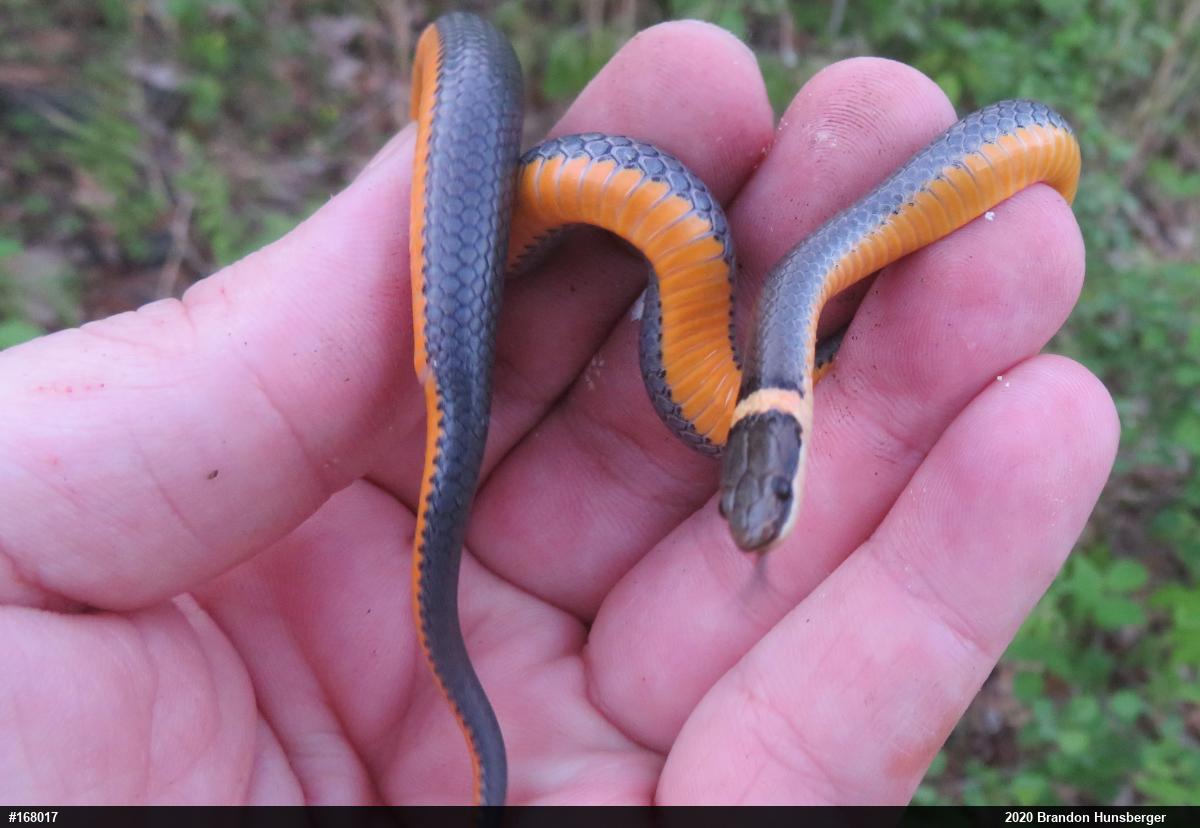 Northern Ring-necked Snake