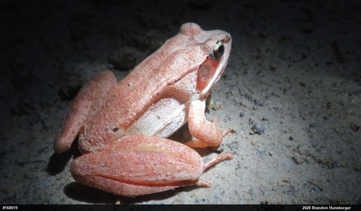 Wood Frog