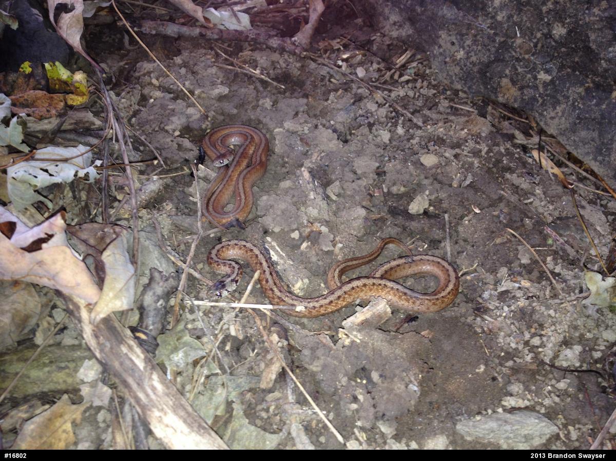 Dekay's Brownsnake