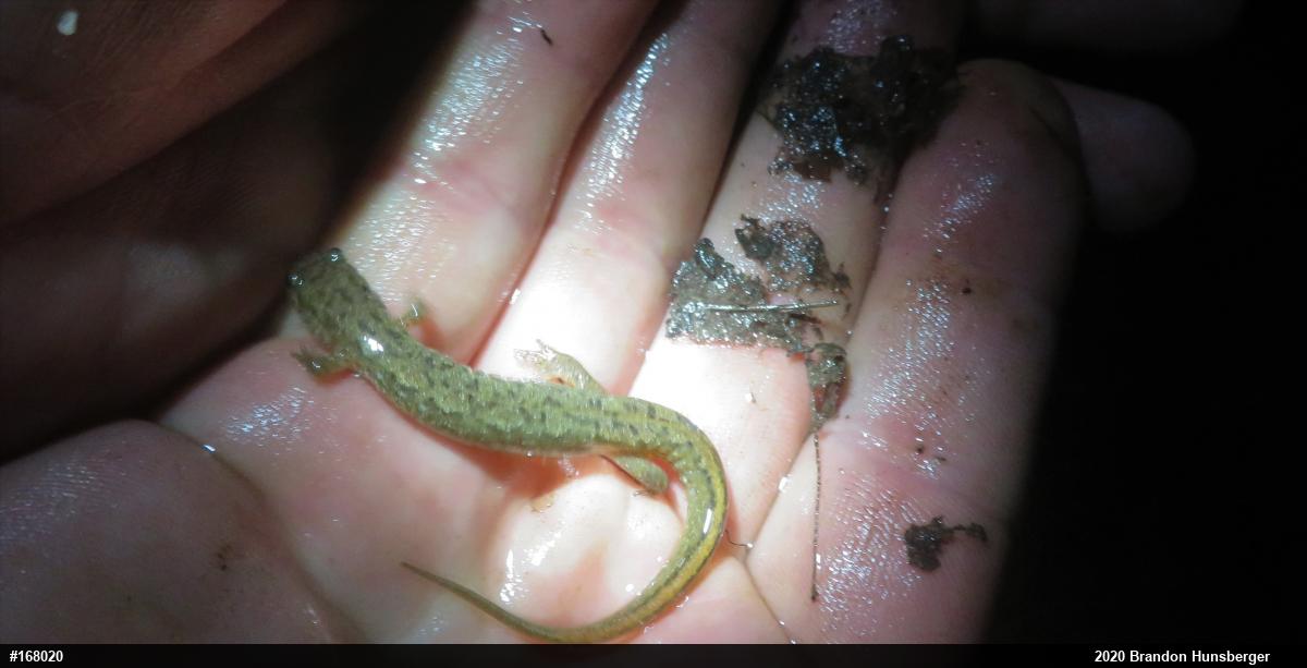 Northern Dusky Salamander