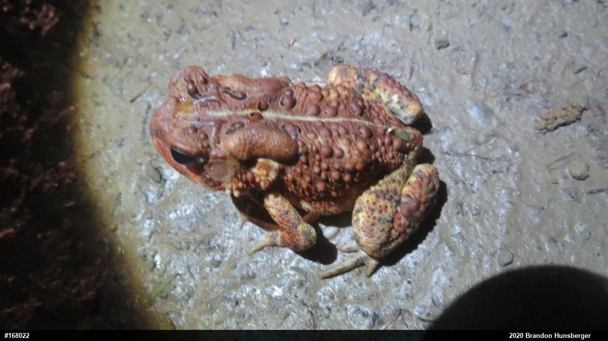 Eastern American Toad