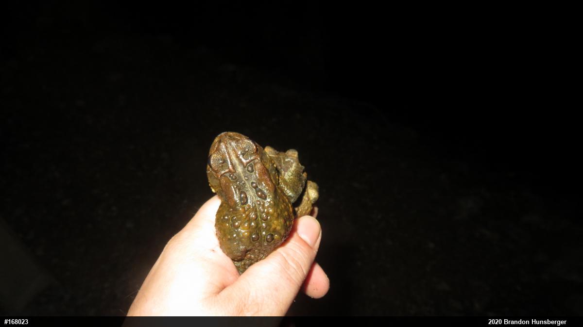 Eastern American Toad