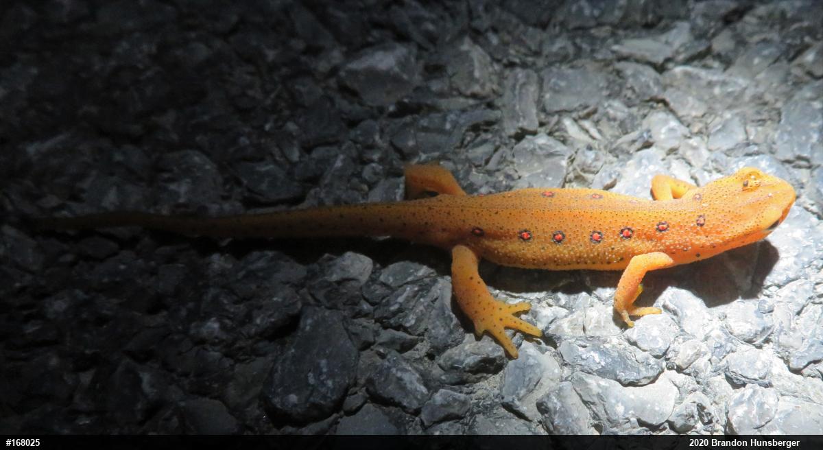 Red-spotted Newt