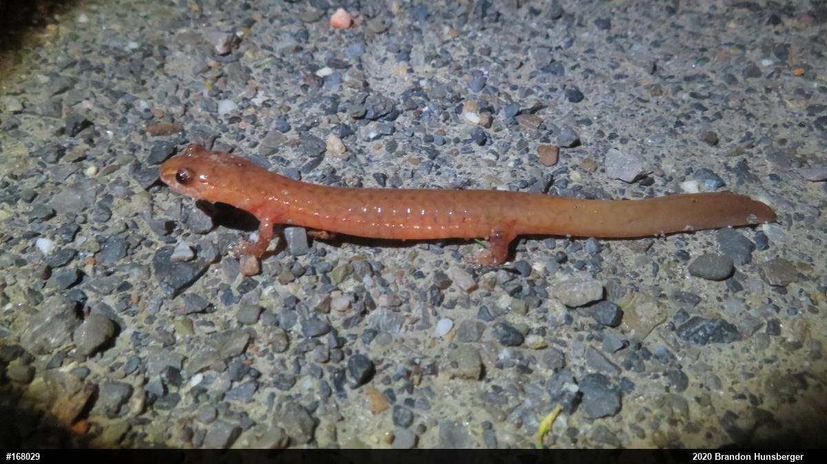 Northern Spring Salamander