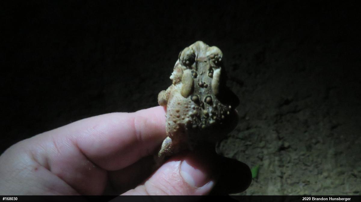 Eastern American Toad