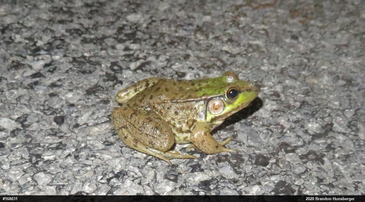 Green Frog