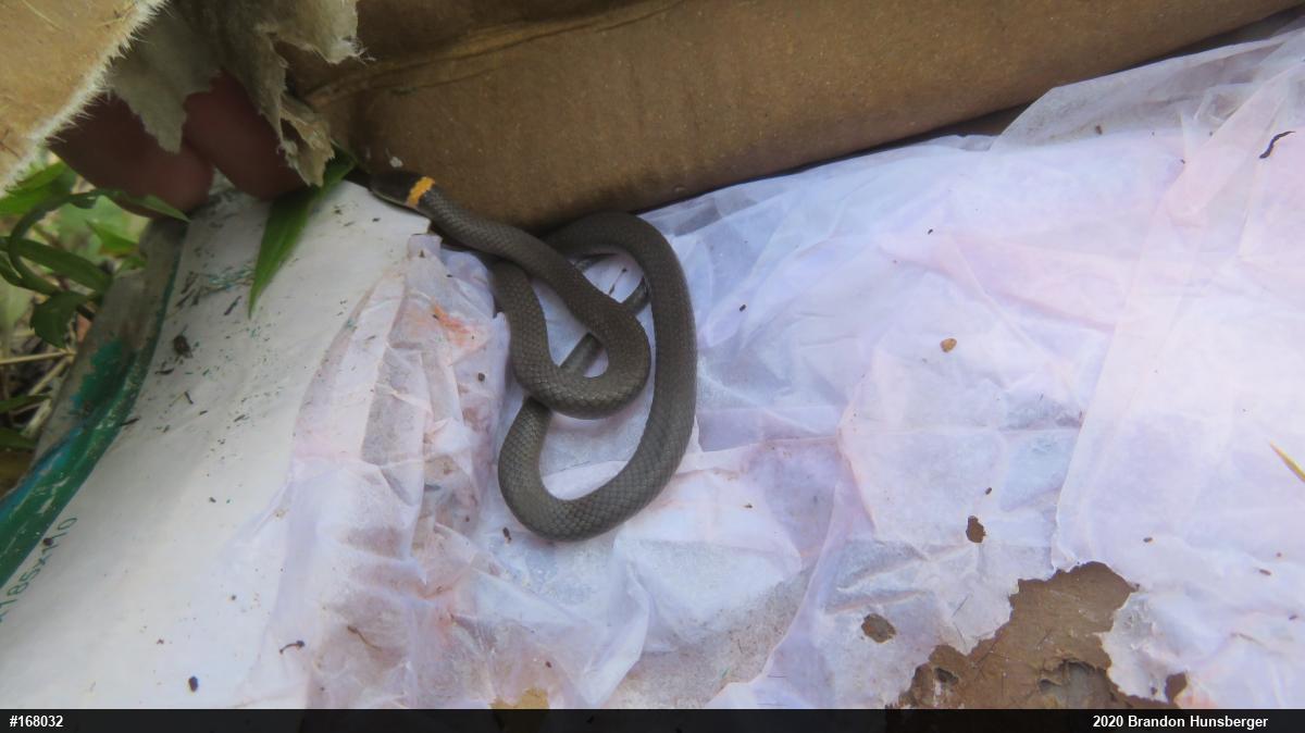 Northern Ring-necked Snake