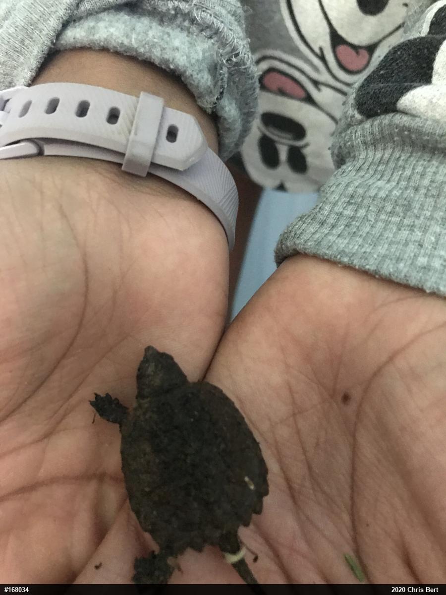 Snapping Turtle
