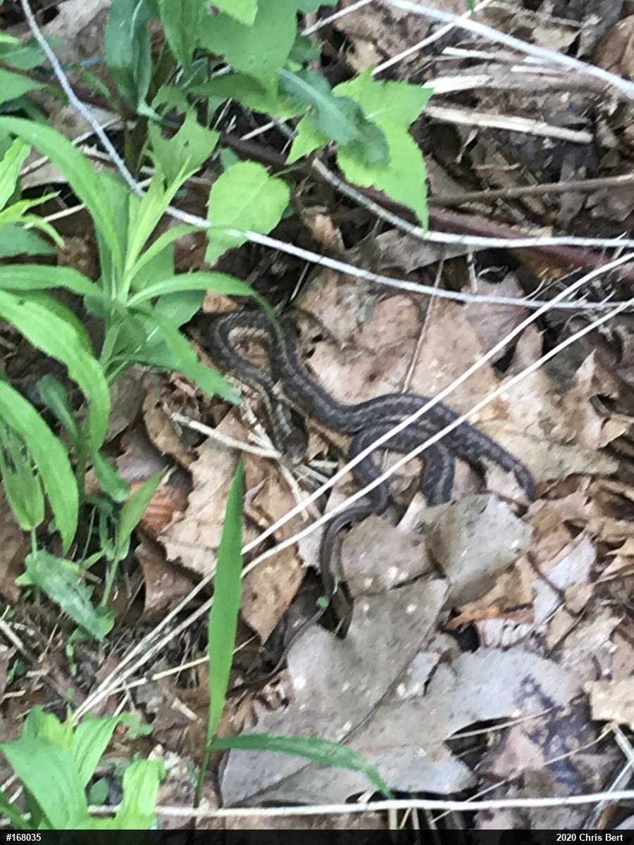 Eastern Gartersnake