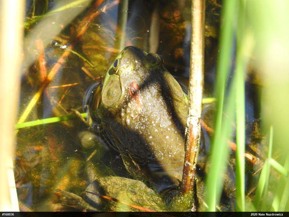 American Bullfrog