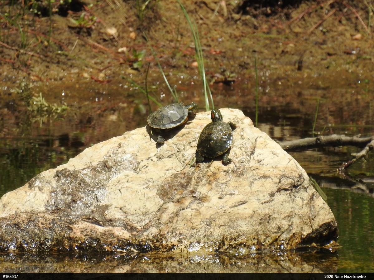 Red-eared Slider