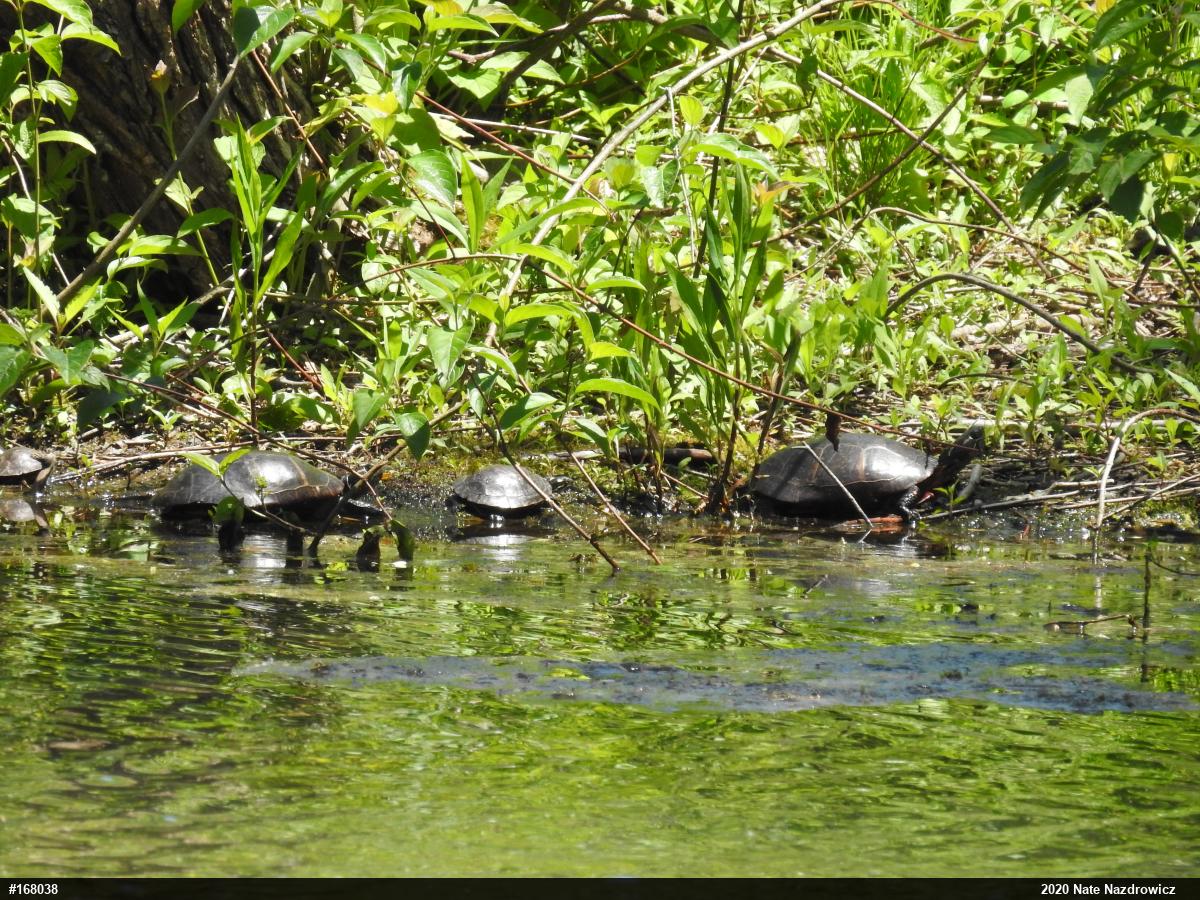 Painted Turtle