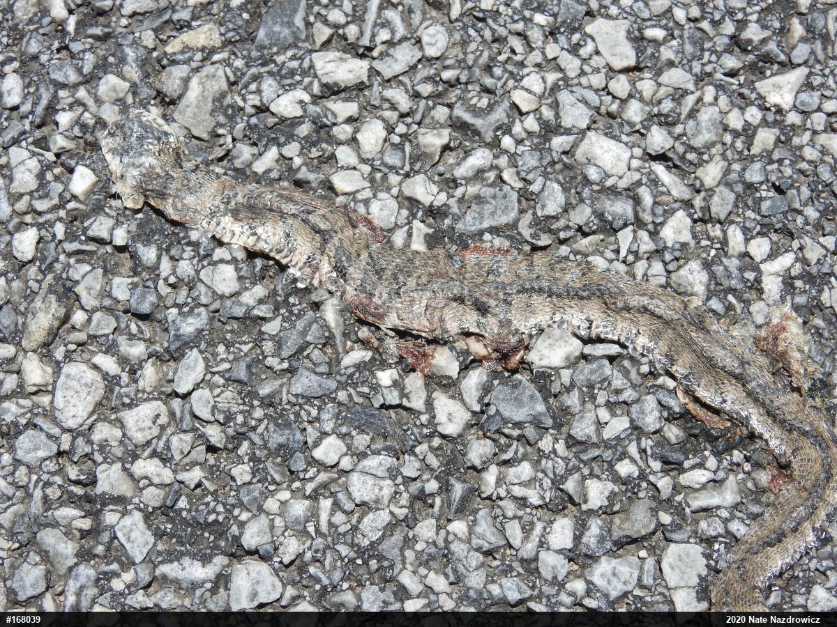 Northern Watersnake