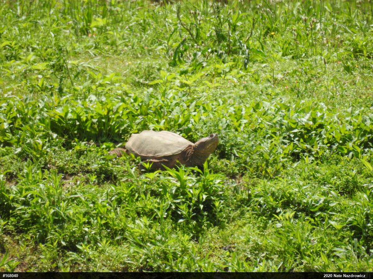 Snapping Turtle