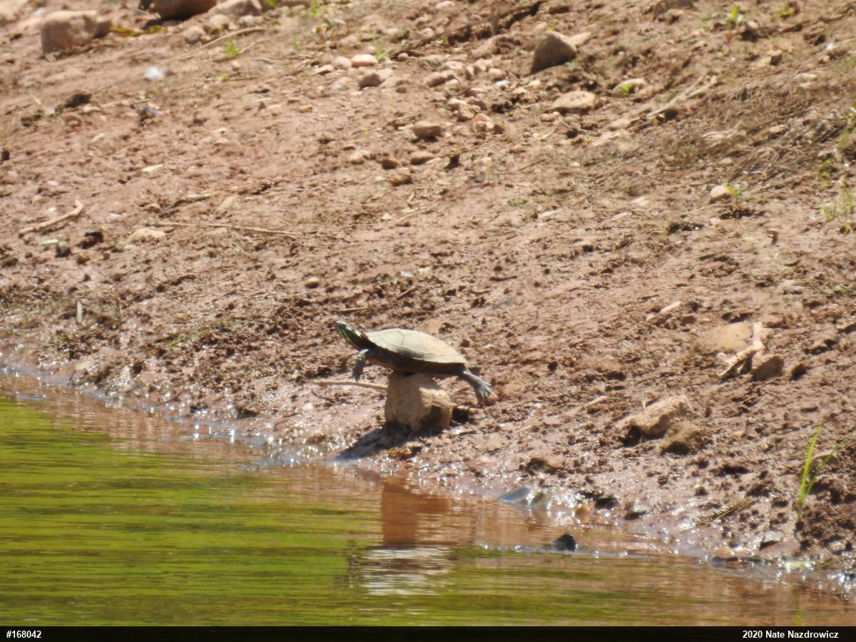 Painted Turtle