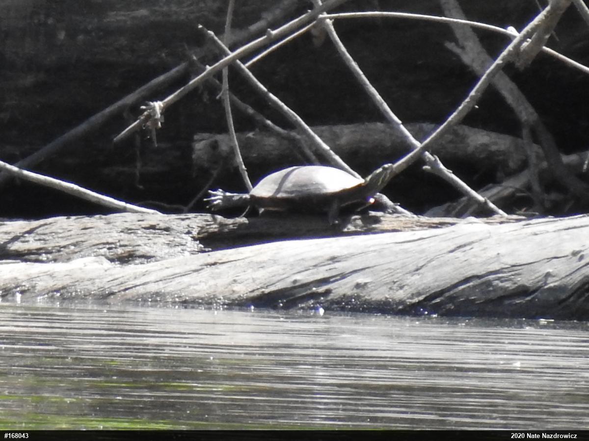 Painted Turtle