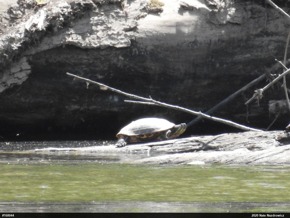 Red-eared Slider