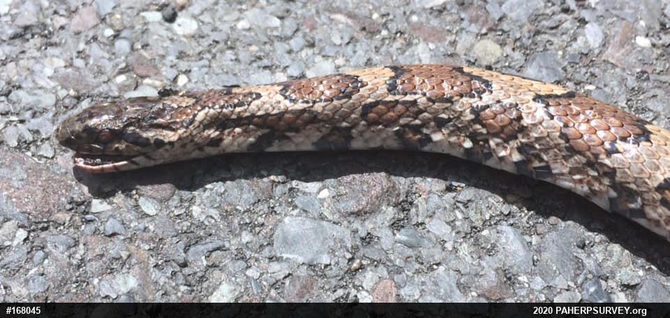Eastern Milksnake