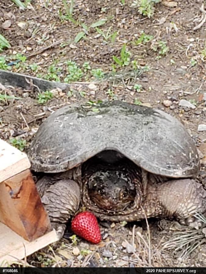 Snapping Turtle